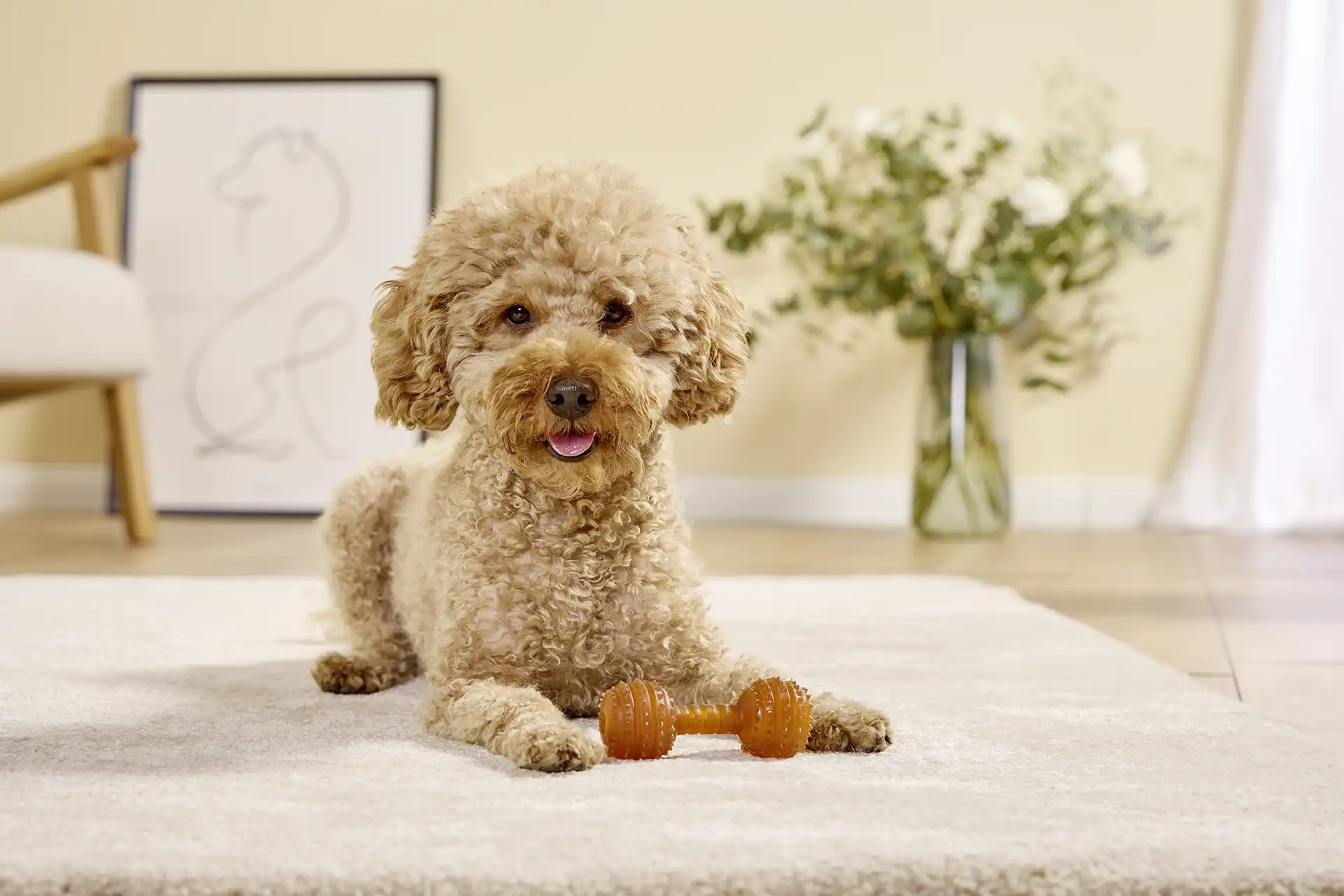 Top Pup Foods Sales Store -Top Pup Foods Sales Store do choi cho cho